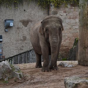 Asian elephant