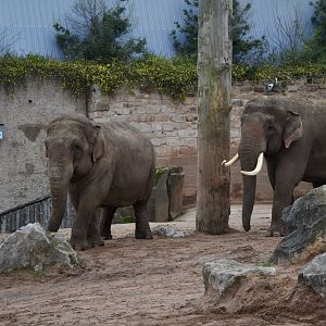 Asian elephants