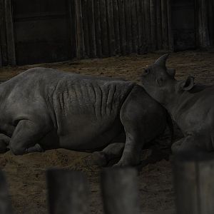 Black rhinoceroses