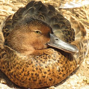 Cinnamon Teal at Omaha Zoo in the Desert Dome 2019