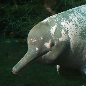 Orinoco river dolphin or Boto Baby (Inia geoffrensis humboldtiana), 2008-08-06
