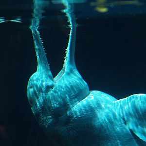 Orinoco river dolphin or Boto Baby (Inia geoffrensis humboldtiana), 2008-08-06