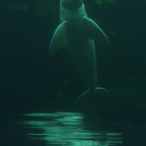 Orinoco river dolphin or Boto Baby (Inia geoffrensis humboldtiana), 2014-10-19