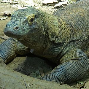 Komodo Dragon