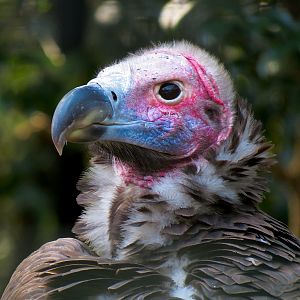 Lappet-faced Vulture