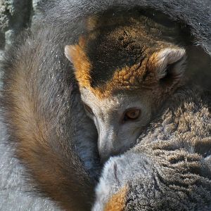 Crowned Lemur