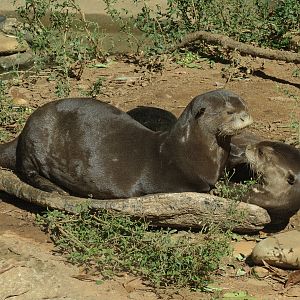Giant Otter
