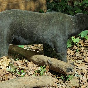 Malayan Sun Bear