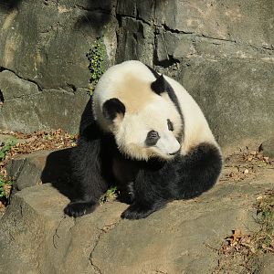 Giant Panda