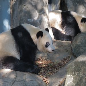 Giant Panda