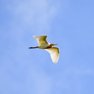 Cattle Egret (Bubulcus ibis)