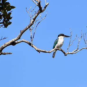 Torresian Kingfisher (Todiramphus sordidus)