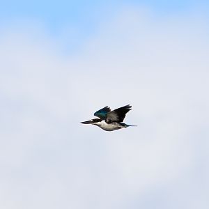Torresian Kingfisher in Flight