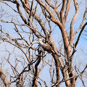 Eastern Osprey (Pandion cristatus)