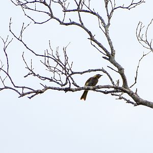 Mangrove Honeyeater (Gavicalis fasciogularis)