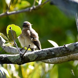 Juvenile - Grey Fantail (Rhipidura albiscapa)