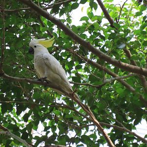 Yellow crested cockatoo