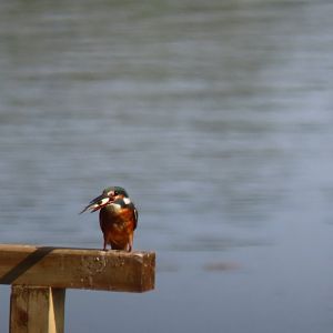 Common kingfisher
