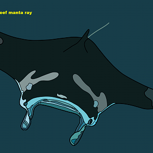 Reef manta ray (Mobula alfredi)