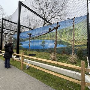 New Bald Eagle Exhibit