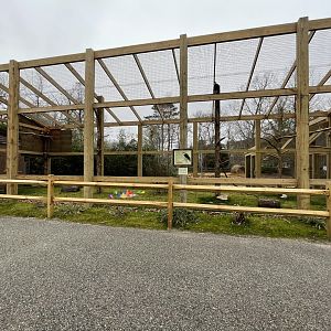 New Northern Crested Caracara Exhibit