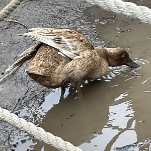 Is this just a domestic variety?