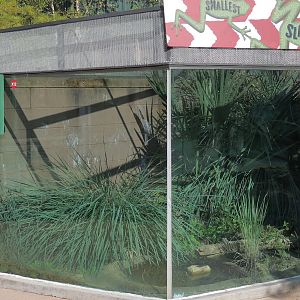 Scaly Slimy Spectacular - Gopher Frog Exhibit