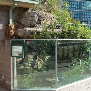 Scaly Slimy Spectacular - Eastern Box Turtle Exhibit