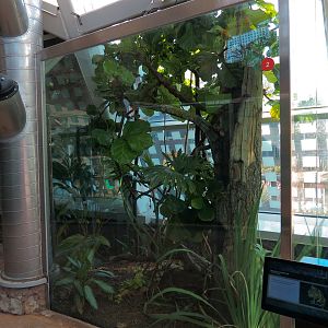 Scaly Slimy Spectacular - Meller's Chameleon Exhibit