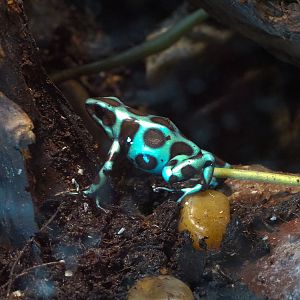 Scaly Slimy Spectacular - Frog Exhibit - Green and Black Poison Frog