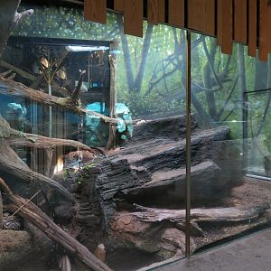 Scaly Slimy Spectacular - Reticulated Python and Red Blood Python Exhibit