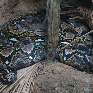 Scaly Slimy Spectacular - Reticulated Python and Red Blood Python Exhibit