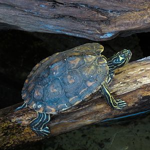 Scaly Slimy Spectacular - Turtle Exhibit - Yellow-blotched Map Turtle