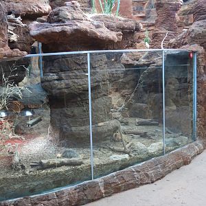 Scaly Slimy Spectacular - Radiated Tortoise Exhibit