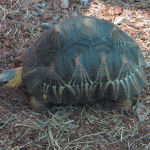 Scaly Slimy Spectacular - Radiated Tortoise Exhibit