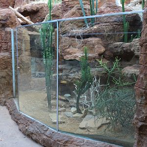 Scaly Slimy Spectacular - Pancake Tortoise Exhibit