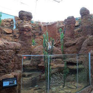 Scaly Slimy Spectacular - Pancake Tortoise Exhibit