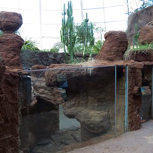 Scaly Slimy Spectacular - Radiated Tortoise Exhibit