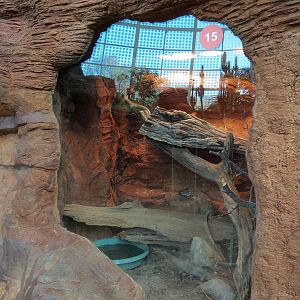 Scaly Slimy Spectacular - Black-throated Monitor Exhibit