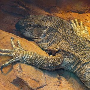 Scaly Slimy Spectacular - Black-throated Monitor Exhibit