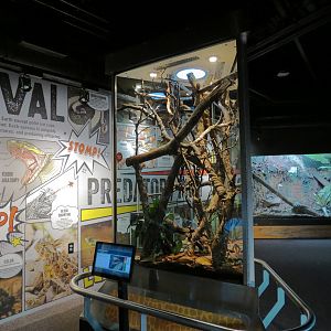 Scaly Slimy Spectacular - Neotropical Bird Snake Exhibit