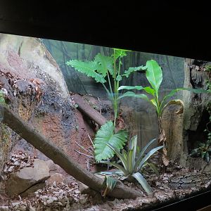 Scaly Slimy Spectacular - Boa Constrictor Exhibit