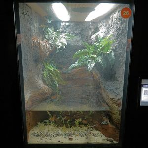 Scaly Slimy Spectacular - Titicaca Water Frog Exhibit