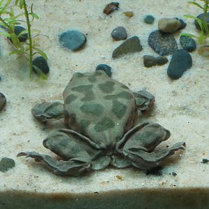 Scaly Slimy Spectacular - Titicaca Water Frog Exhibit
