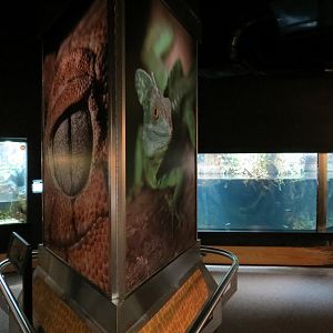 Scaly Slimy Spectacular - Exhibit Hall