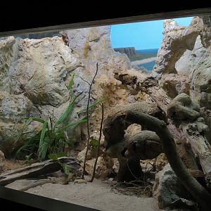Scaly Slimy Spectacular - Jamaican Iguana Exhibit