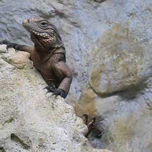 Scaly Slimy Spectacular - Jamaican Iguana Exhibit