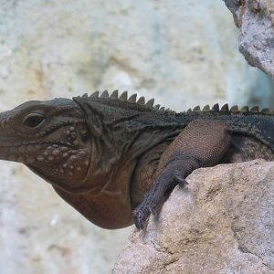 Scaly Slimy Spectacular - Jamaican Iguana Exhibit
