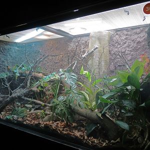 Scaly Slimy Spectacular - Fiji Banded Iguana Exhibit