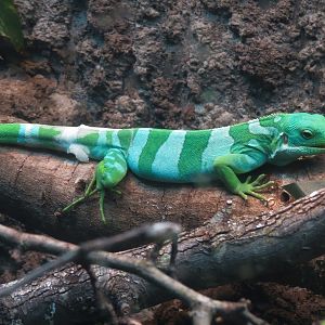 Scaly Slimy Spectacular - Fiji Banded Iguana Exhibit